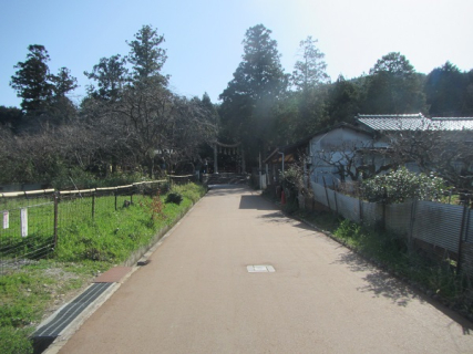 農村周遊自転車ルート整備事業 桜井地区 舗装工事