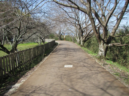 農村周遊自転車ルート整備事業 桜井地区 舗装工事