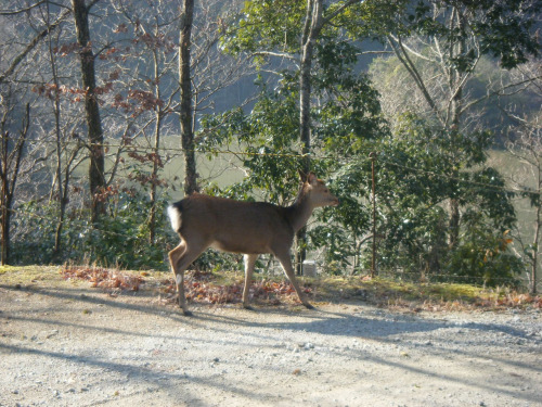 DSCF4116.JPG