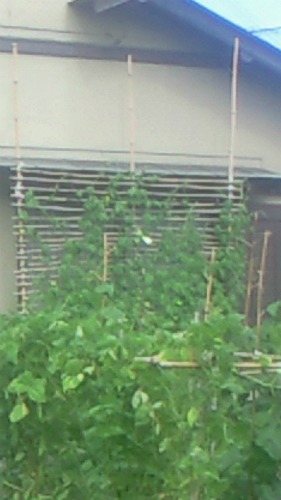 20110720_21.jpg