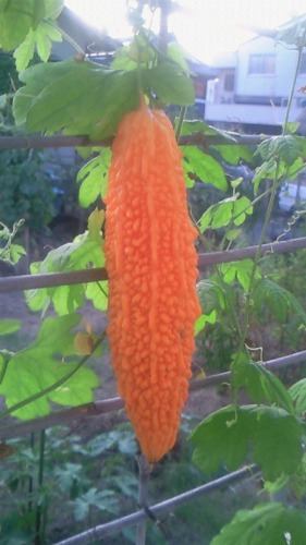 20110811_4.jpg