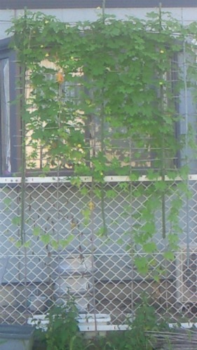 20110928_1.jpg