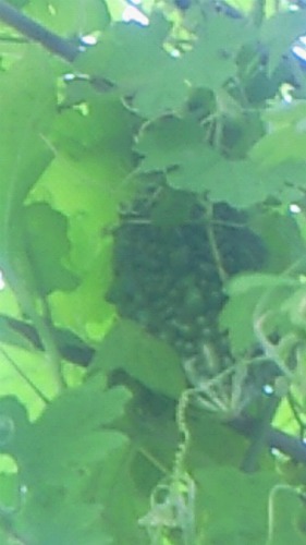 20110928_2.jpg