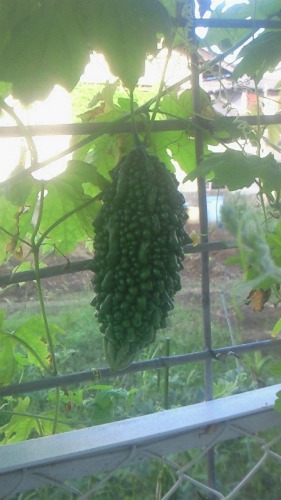 20110928_3.jpg