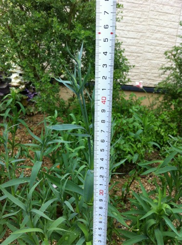 20120419_2.jpg