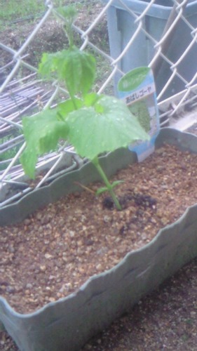 20110614_1.jpg