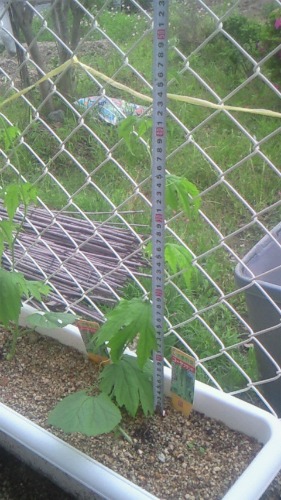 20110618_1.jpg