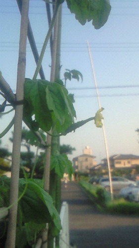 20110720_20.jpg