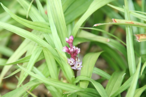 20111110_1.jpg